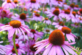 Echinacea Seeds 200 pcs Purple Coneflower Echinacea Purpurea Perennial Wildflower Lavender Bloom