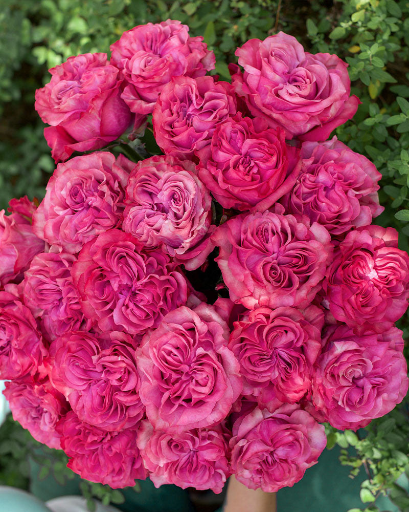 Super Rare Country Blues Rose Cuttings – Rosa ‘Country Blues’ Purple-Mauve Floribunda Unrooted for Grafting
