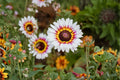 100 Painted Daisy Seeds – Glebionis carinata, Tricolor Daisy, Annual Flower for Borders & Cut Flowers