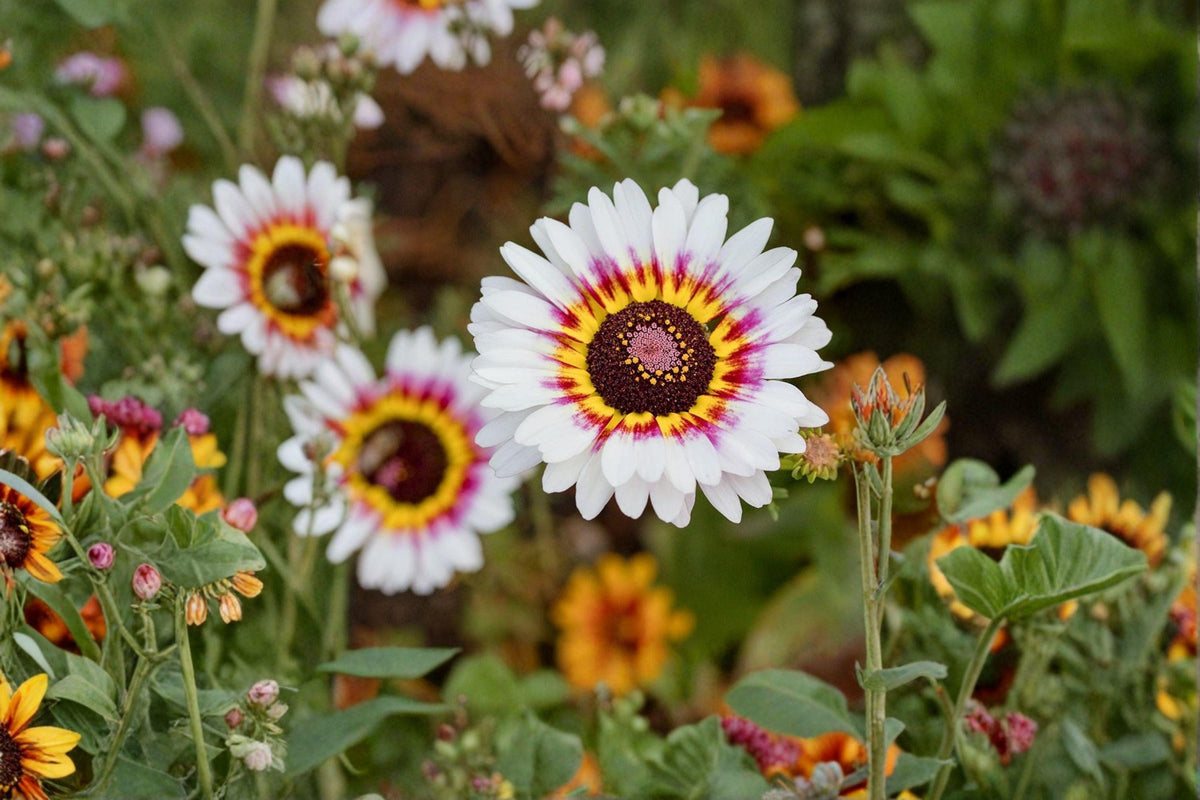 100 Painted Daisy Seeds – Glebionis carinata, Tricolor Daisy, Annual Flower for Borders & Cut Flowers