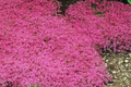 Creeping Thyme Seeds - 100 PCS Groundcover Perennial Thymus serpyllum Carmine-Pink Flowers for Gardens, Pathways