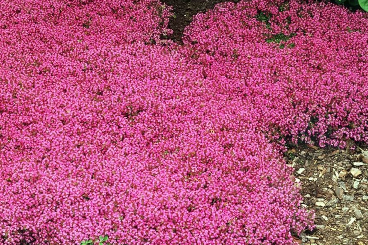 Creeping Thyme Seeds - 100 PCS Groundcover Perennial Thymus serpyllum Carmine-Pink Flowers for Gardens, Pathways