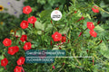 Star Glory Seeds | Ipomoea quamoclit | Scarlet Red Flowers | Hummingbird & Butterfly Attractor | Fast-Growing Trellis Vine