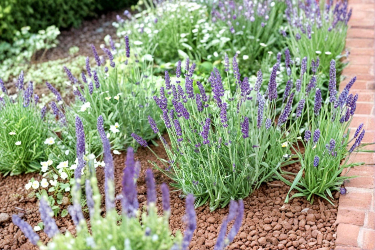 Vera Lavender Seeds | True English Lavender | Fragrant Culinary & Aromatic Herb | Lavandula angustifolia
