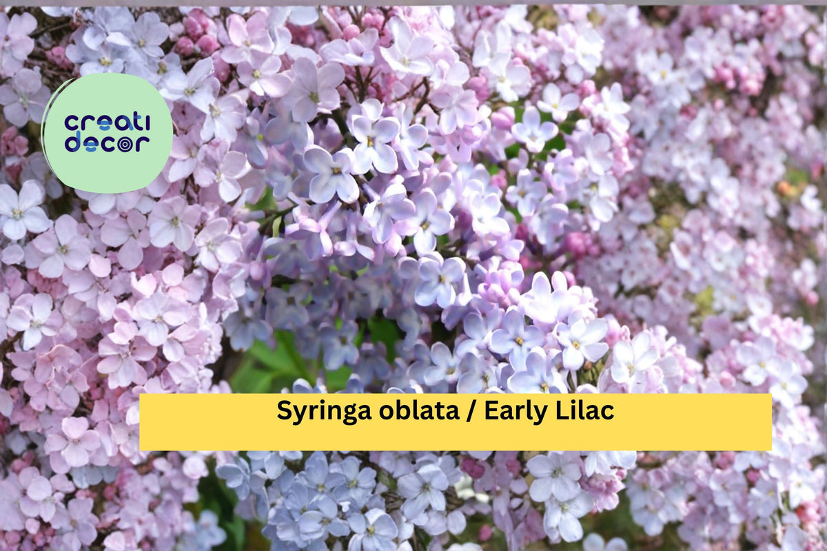 Early Lilac Seeds Syringa oblata Fragrant Purple Flowering Shrub for Garden Borders, 25 Count