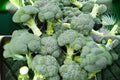 Broccoli Di Cicco Seeds - Italian Heirloom Brassica oleracea var. italica for Home Gardens, Raised Beds & Containers