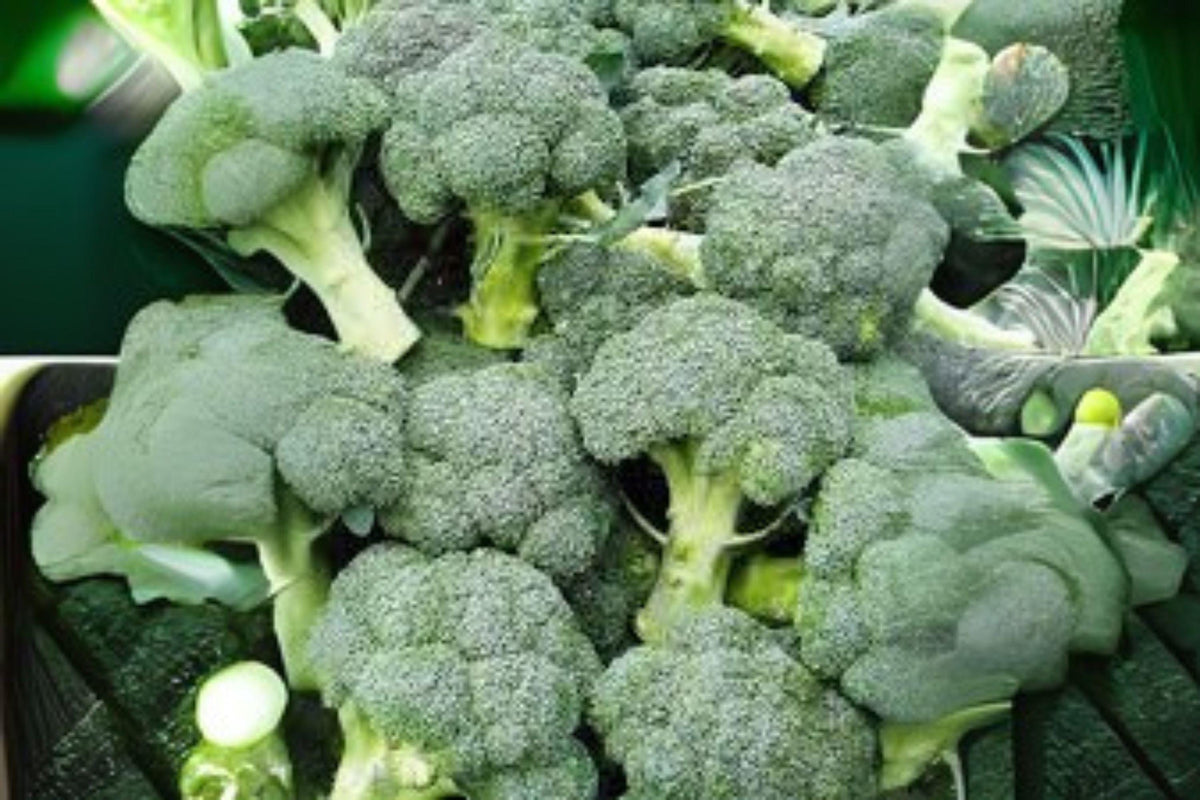 Broccoli Di Cicco Seeds - Italian Heirloom Brassica oleracea var. italica for Home Gardens, Raised Beds & Containers