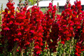 Red Snapdragon Seeds 200 PCS - Antirrhinum Majus Maximum Ruby - Bright Red Annual Flowers for Gardens & Cut Flowers