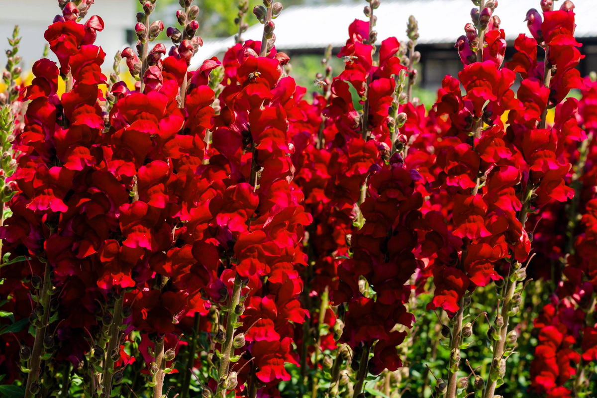 Red Snapdragon Seeds 200 PCS - Antirrhinum Majus Maximum Ruby - Bright Red Annual Flowers for Gardens & Cut Flowers