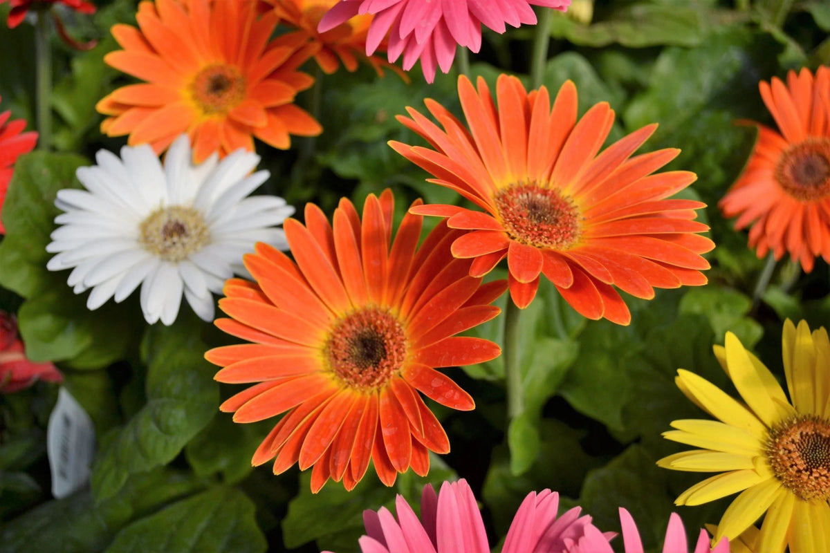 Gerbera Daisy Seeds - JamesonII Mix, 200+ Colorful Bloom Seeds, Butterfly Garden, Cut Flowers, Easy Grow, USA Grown