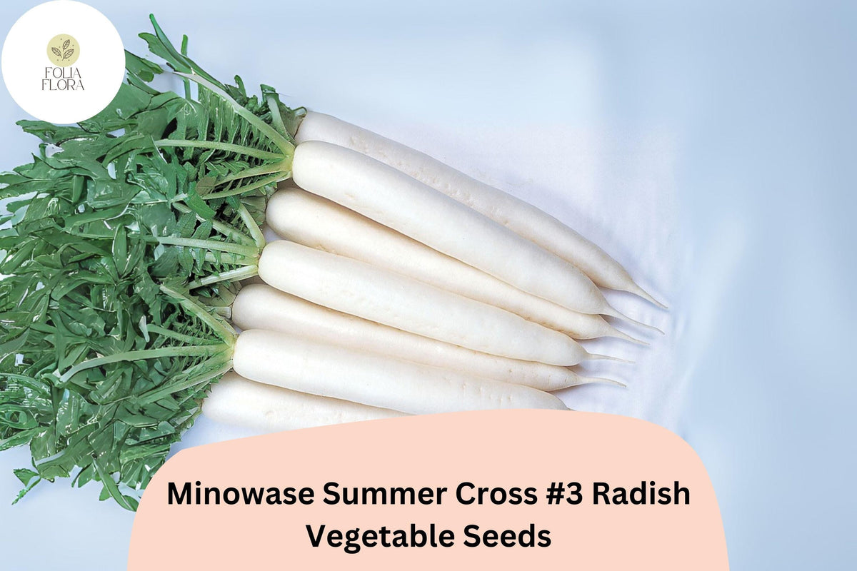 Minowase Summer Cross #3 Radish Seeds – Hybrid Daikon Radish for Gardening, White Roots, Non-GMO, Fast-Growing, High-Yield