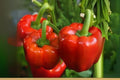 Yolo Wonder Bell Pepper Seeds - Heirloom Sweet Pepper Variety for Gardening, 30 Seeds, Capsicum annuum