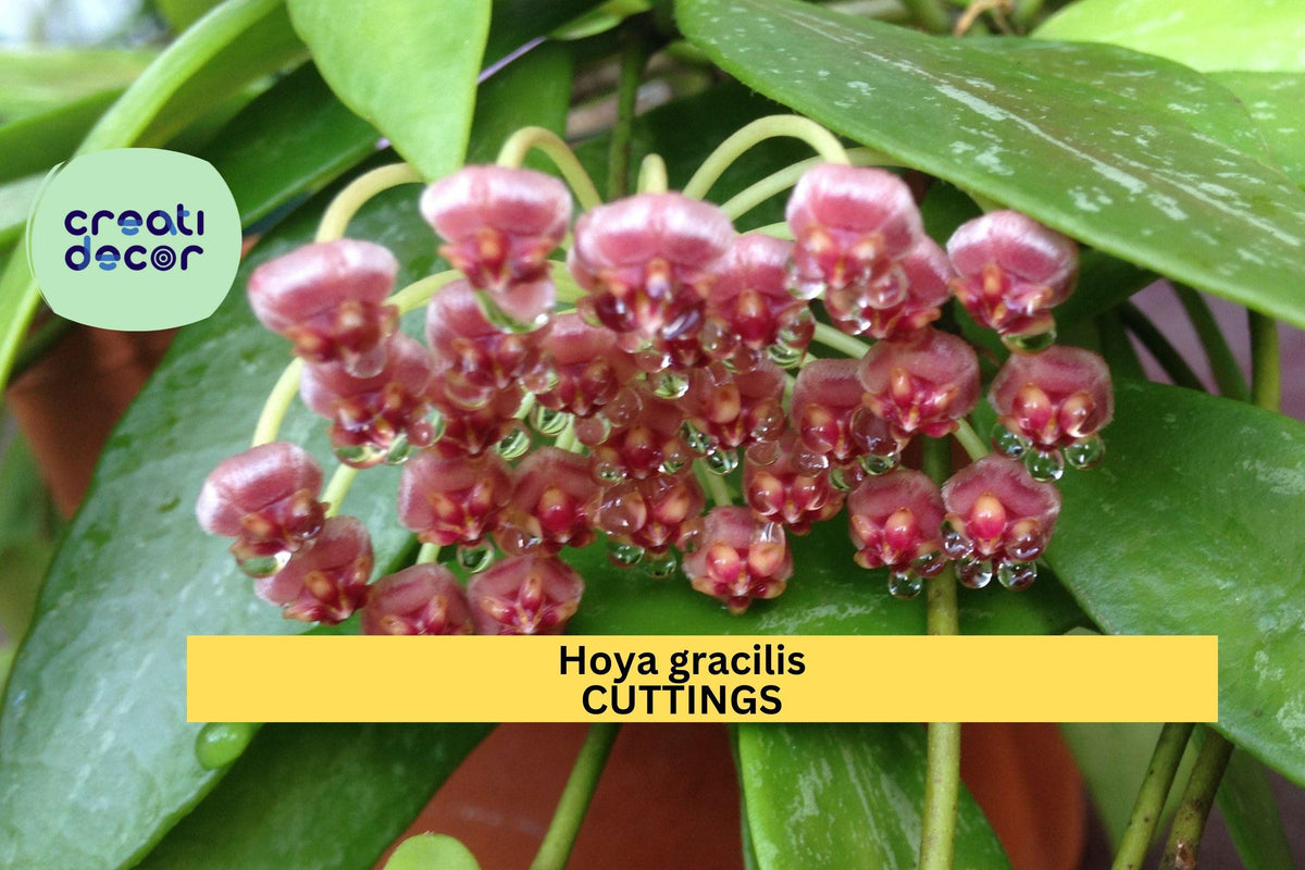 Hoya gracilis Live Plant | Trailing Epiphytic Vine | Silver-Flecked Green Foliage | Pink Star Flowers | Indoor Houseplant