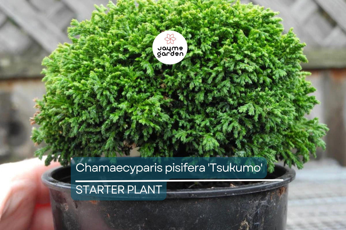 Dwarf Evergreen Cypress Starter Plant 4-6 Inches | Chamaecyparis Pisifera 'Tsukumo' | Deer-Resistant Bonsai & Garden Accent