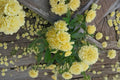 Yellow Lady Banks Climbing Rose Cuttings - Rosa banksiae lutea, Thornless, Spring Blooms, Full Sun, Garden Propagation