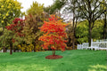 Sassafras albidum Live Trees - 2 Bare Root Native Deciduous Tree for Landscaping & Garden
