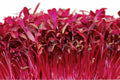Red Garnet Amaranth Microgreen Seeds | Non-GMO Herb Sprouting Seeds | Amaranthus cruentus | Fast-Growing Microgreens for Indoor & Outdoor Gardening
