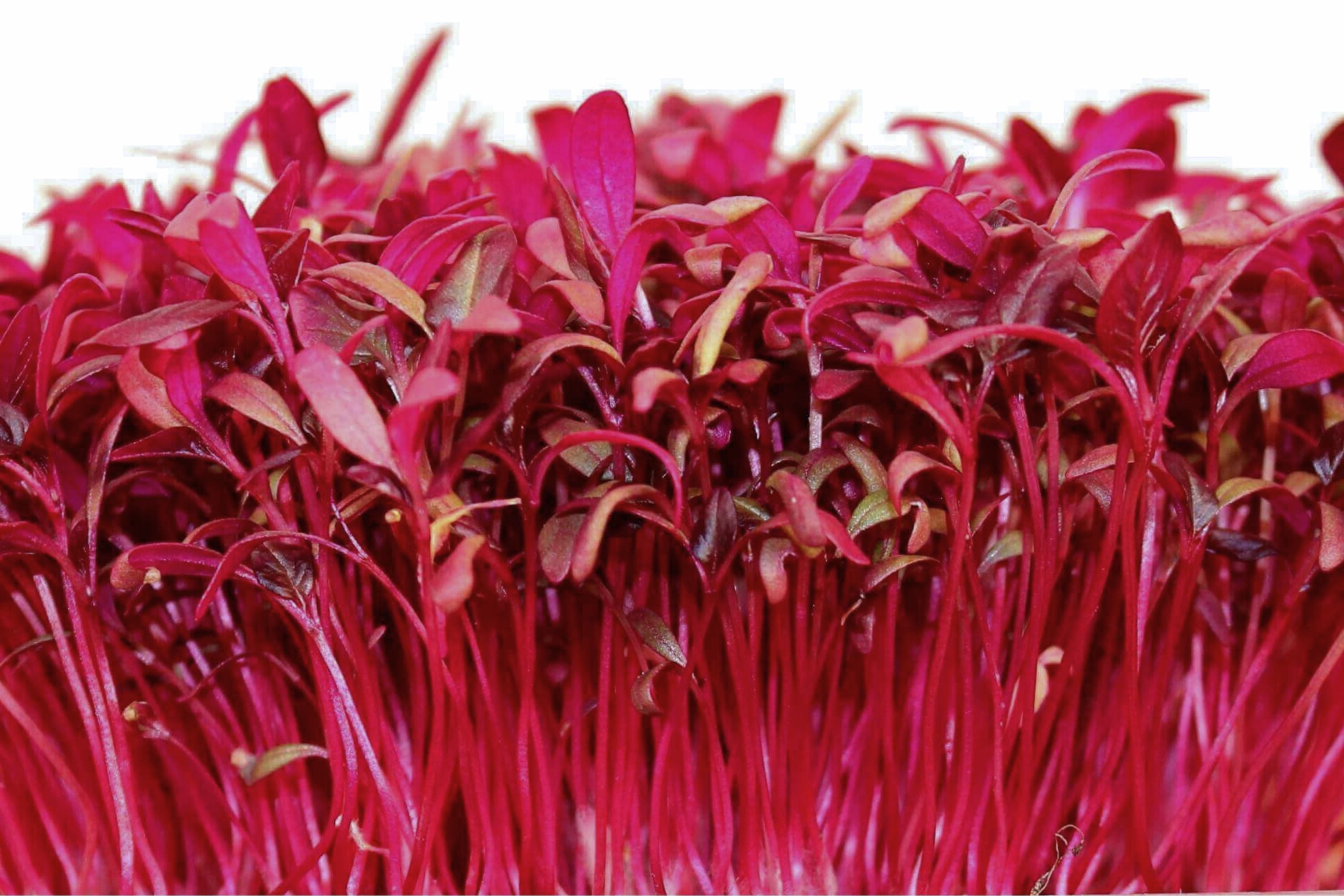 Red Garnet Amaranth Microgreen Seeds | Non-GMO Herb Sprouting Seeds | Amaranthus cruentus | Fast-Growing Microgreens for Indoor & Outdoor Gardening