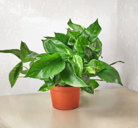 Golden Pothos Cuttings with Nodes - Epipremnum aureum Live Propagation Set of 5