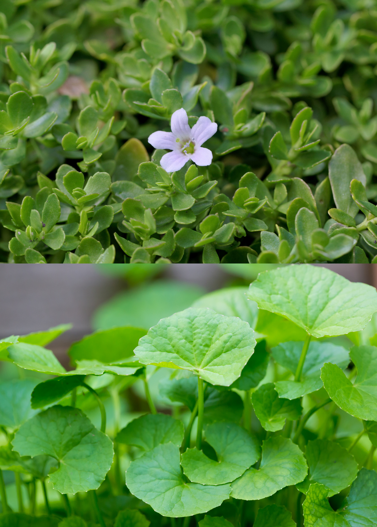 Ayurveda Herb Bundle: Gotu Kola & Brahmi