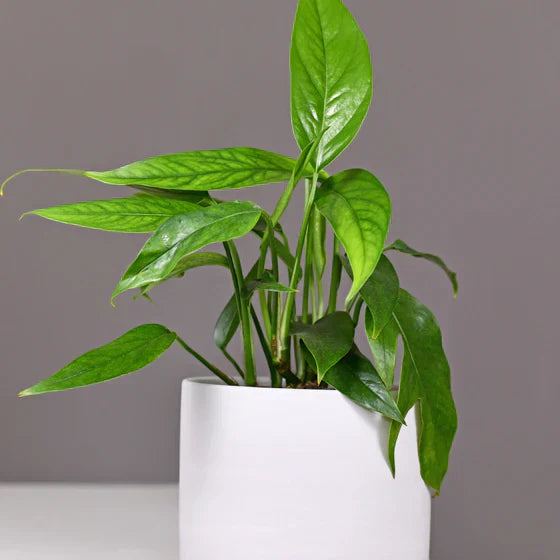 Pothos ‘Baltic Blue’ Rooted Houseplant, Epipremnum pinnatum, Indoor Vine with Blue-Green Leaves, Easy Care, Air-Purifying