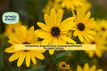 Helianthus angustifolius Swamp Sunflower Seeds for Pollinator Gardens, Wet Soils, Fall Borders, Native Perennial