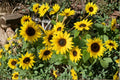 Sunspot Dwarf Sunflower Seeds | Compact Annual Helianthus annuus | Large Golden Blooms for Pots & Small Gardens