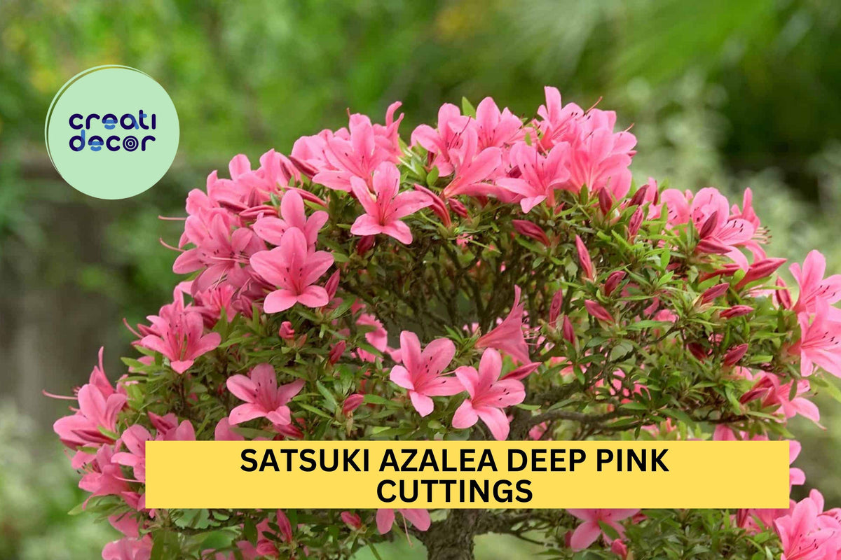 Satsuki Azalea Cuttings Deep Pink Rhododendron indicum Bonsai or Garden Shrub, 5 Unrooted