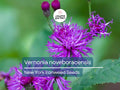 400 Seeds Vernonia Noveboracensis - New York Ironweed Seeds for Pollinator Gardens, Purple Flowering Perennial, Native to Eastern US