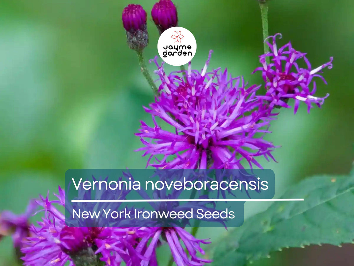 400 Seeds Vernonia Noveboracensis - New York Ironweed Seeds for Pollinator Gardens, Purple Flowering Perennial, Native to Eastern US