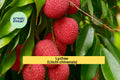 Emperor Lychee Live Plant | Litchi chinensis Tropical Fruit Tree for Outdoor or Container Gardening
