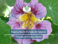 Nasturtium Purple Emperor Seeds – Edible Heirloom Flowers for Salads & Gardens, Tropaeolum majus, Non-GMO, Vibrant Purple Blooms