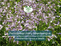 1000 Seeds Penstemon Hairy Beardtongue Perennial Purple Flowers Non-GMO Hummingbird-Friendly Pollinator Plant