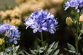100 Globe Gilia Seeds – Blue Wildflower, Native Annual Pollinator Plant, Gilia capitata for Wildflower Gardens