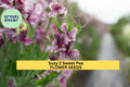 50+ Suzy Z Sweet Pea Seeds Bright Pink Fragrant Climbing Vines for Trellises & Bouquets Lathyrus odoratus
