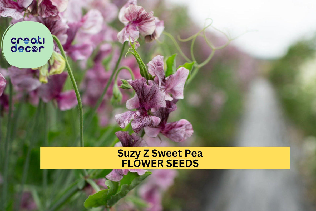 50+ Suzy Z Sweet Pea Seeds Bright Pink Fragrant Climbing Vines for Trellises & Bouquets Lathyrus odoratus