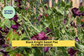 50+ Black Knight Sweet Pea Seeds – Deep Maroon Fragrant Blooms for Garden Planting, Climbing Vines for Trellises & Bouquets – USA