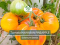30 Hawaiian Pineapple Tomato Seeds – Heirloom Indeterminate Lycopersicon esculentum, Bicolor, Sweet Fruity Flavor