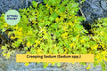25 Creeping Sedum Plant Cuttings – Drought-Tolerant Perennial Groundcover Succulent for Rock Gardens & Borders