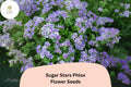 100+ Sugar Stars Phlox Seeds – Violet Blue Flower Seeds for Garden, Phlox drummondii, Annual Border and Container Planting