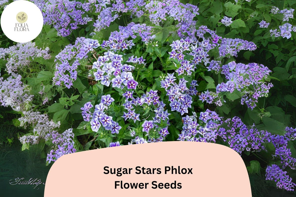 100+ Sugar Stars Phlox Seeds – Violet Blue Flower Seeds for Garden, Phlox drummondii, Annual Border and Container Planting