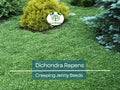 1000 Dichondra Repens Seeds - Creeping Jenny Ground Cover, Evergreen Lawn, Drought-Tolerant, Fast-Growing, Perennial Garden Plant