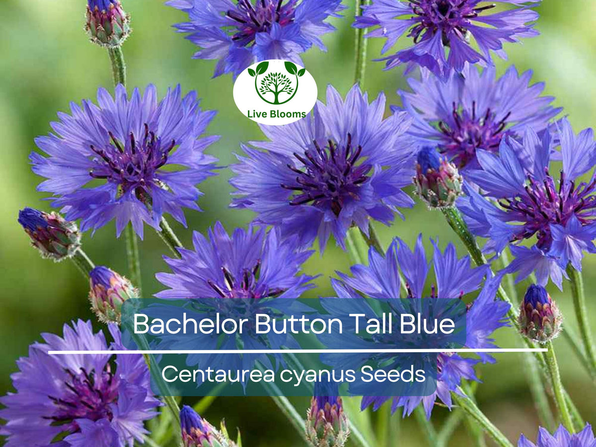 400 Cornflower Seeds - Tall Blue Bachelor Button, Heirloom, Non-GMO, Pollinator-Friendly, AAS Winner, Garden Blooms, Cut Flowers