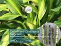 House Plant Cuttings - Dracaena Fragrans, Corn Plant, No Root, Indoor Green Foliage, Easy to Grow, Fresh Plant Cuttings