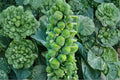 Brussels Sprouts Seeds – Catskill Heirloom Variety, Cold-Hardy, Compact Plants, Sweet Flavor After Frost, Non-GMO, 250 Seeds