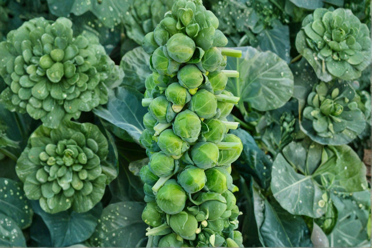 Brussels Sprouts Seeds – Catskill Heirloom Variety, Cold-Hardy, Compact Plants, Sweet Flavor After Frost, Non-GMO, 250 Seeds