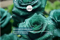 20pcs Scottish Green Rose Seeds - Non-GMO Heirloom Green Blooming Rose Seeds for Garden Planting