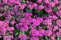 100 Catchfly Seeds Silene armeria Annual Pink Wildflower for Borders & Wildflower Gardens