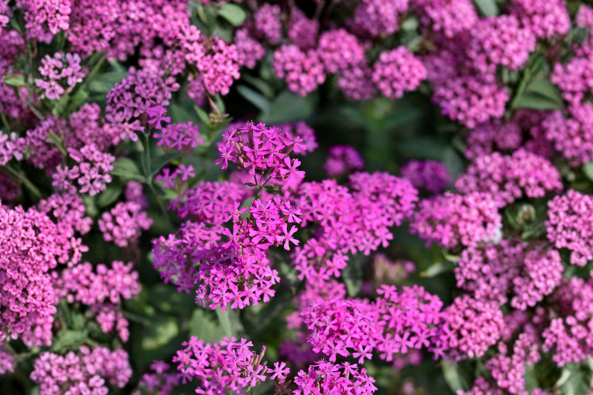 100 Catchfly Seeds Silene armeria Annual Pink Wildflower for Borders & Wildflower Gardens
