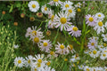 Boltonia decurrens Seeds – Native White Wildflower for Pollinators – Perennial for Wetlands & Rain Gardens